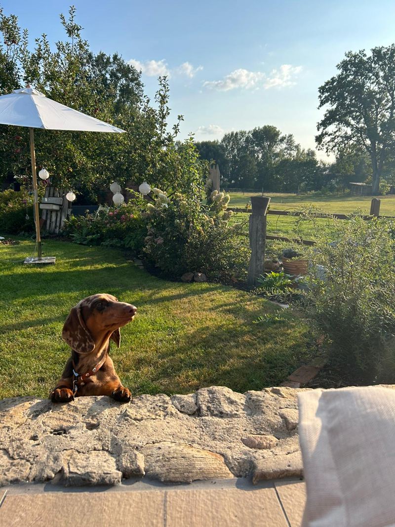 Dackel liegt auf der Gartenmauer mit Blick über Garten und Wiesen