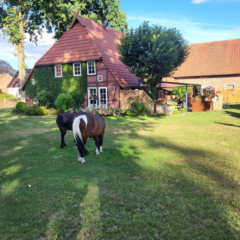 Pony grast vor dem efeubewachsenen Fachwerkhaus auf dem Eichenhof