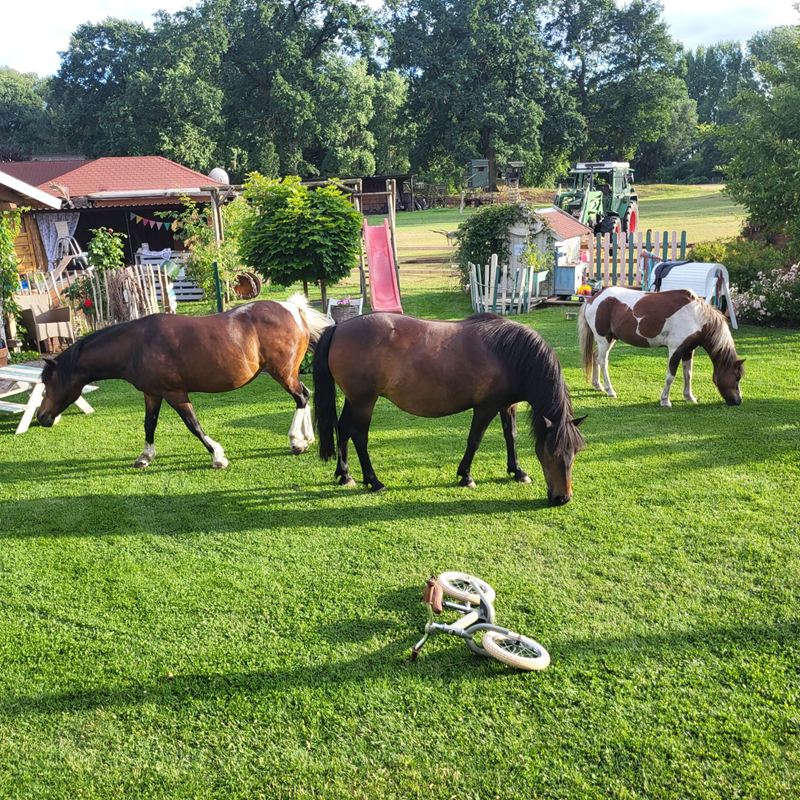 Pferde und Ponys grasen auf der großen Spielwiese des Eichenhofs