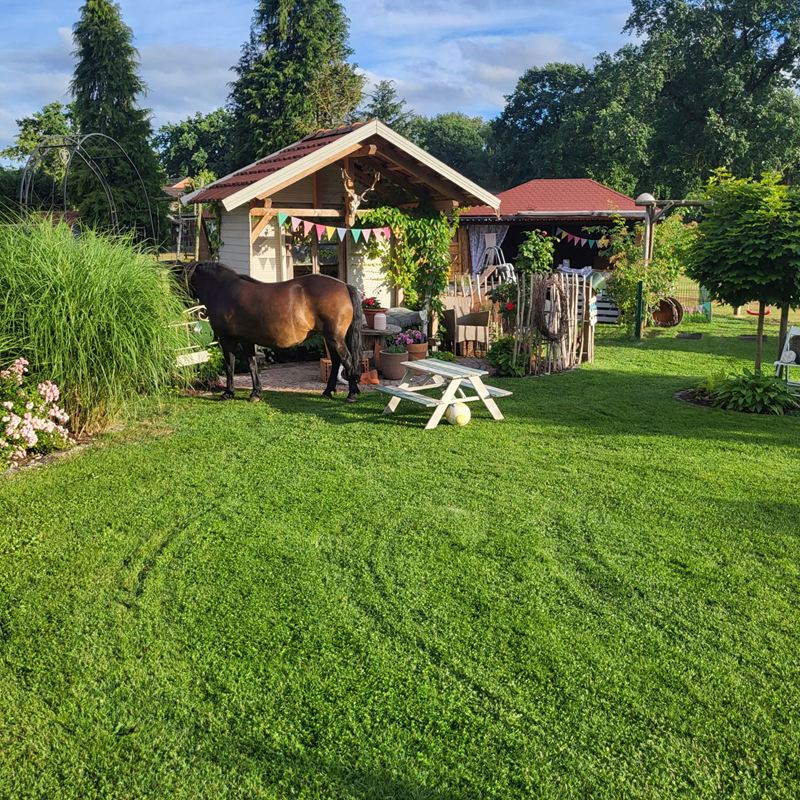 Pony auf dem Rasen vor dem Gartenpavillon mit Picknickbank