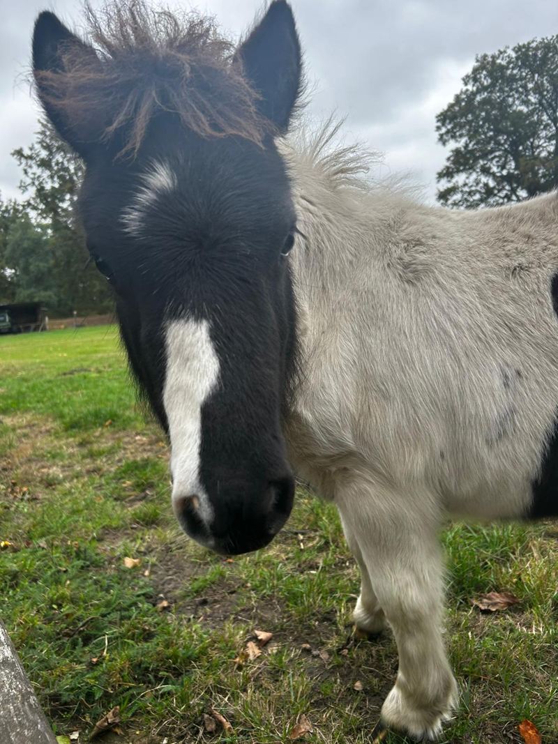 Neugieriges Pony mit dunkler Mähne auf der Weide